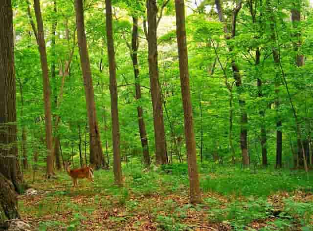 白居易醉吟先生由来